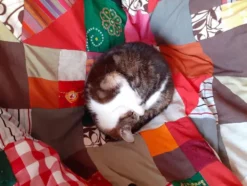 Calico Board Game