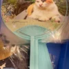 Fan Myau Neko Turqoise