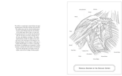 Gray's Anatomy Colouring Book